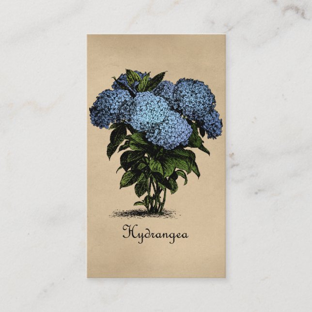 Hydrangeas Vintage Botaniska Visitkort (Framsida)
