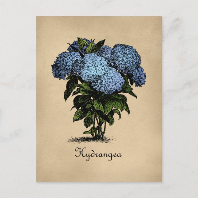 Hydrangeas Vintage Botaniska Vykort (Framsida)