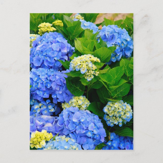 Hydrangeas Vykort (Framsida)