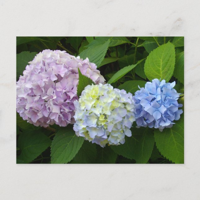 Hydrangeas Vykort (Framsida)