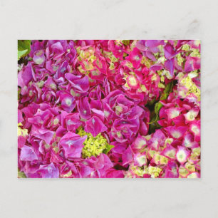 Hydrangeas Vykort