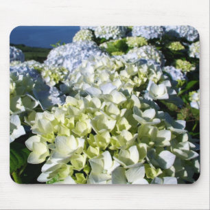 Hydrangeus Musmatta