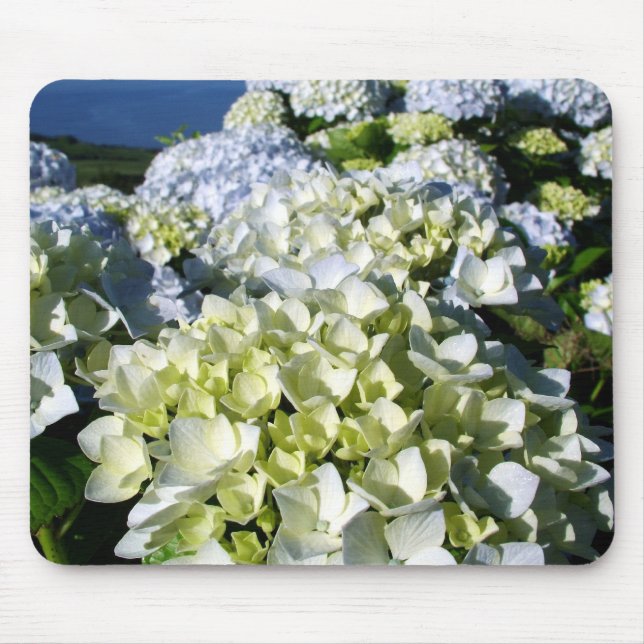 Hydrangeus Musmatta (Framsidan)