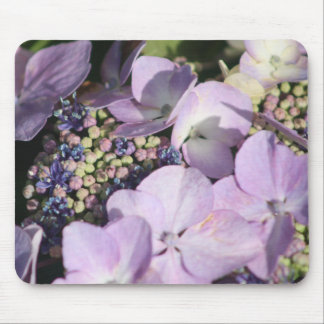 Hydrangia är på musmatta