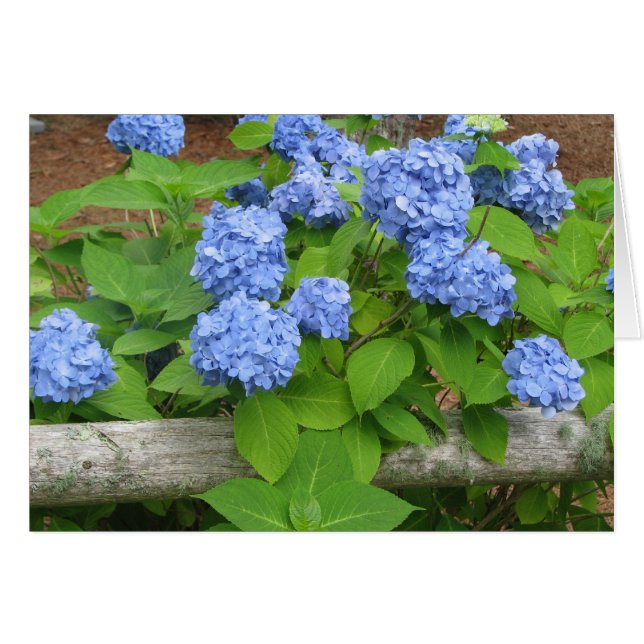 Hydrangias Hälsningskort (Framsidan Horizontal)