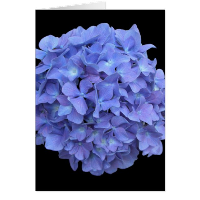Hydrengea Hälsningskort (Framsidan)