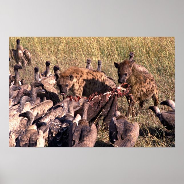 Hyena ber med gamar poster (Framsidan)
