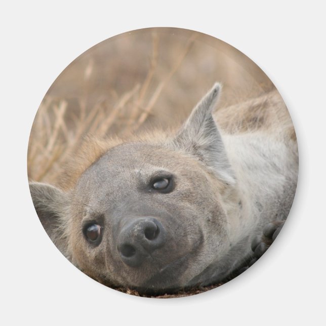 Hyena Bild Magnet (Framsidan)