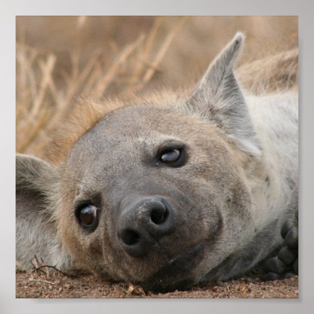 Hyena Bild Poster (Framsidan)