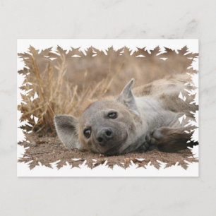 Hyena Bild vykort
