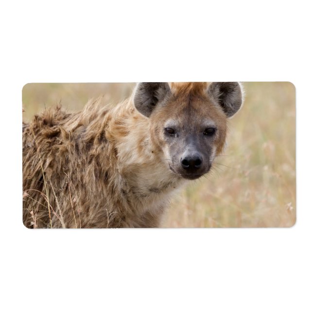 Hyena Fraktsedel (Framsidan)