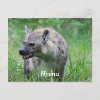 Hyena i Grass Vykort