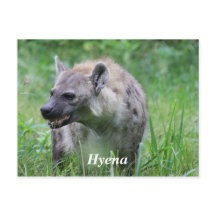 Hyena i Grass