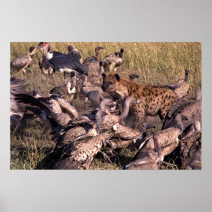Hyena i mittet av gam poster
