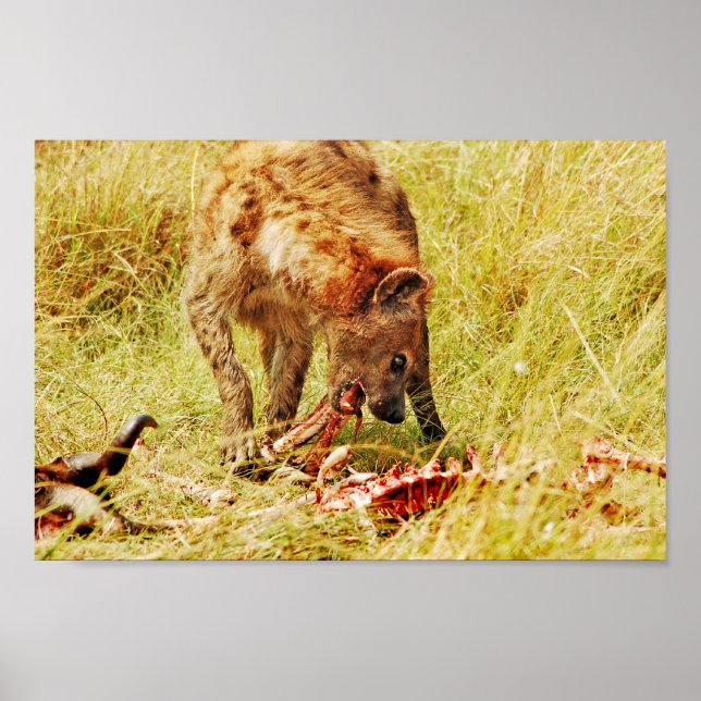 Hyena Kenya Masai Mara Poster (Framsidan)