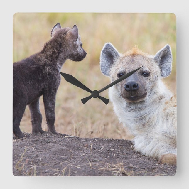 Hyena med unga en fyrkantig klocka (Framsida)