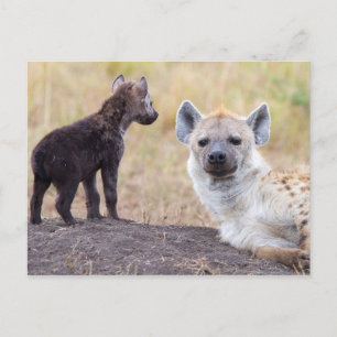 Hyena med unge vykort