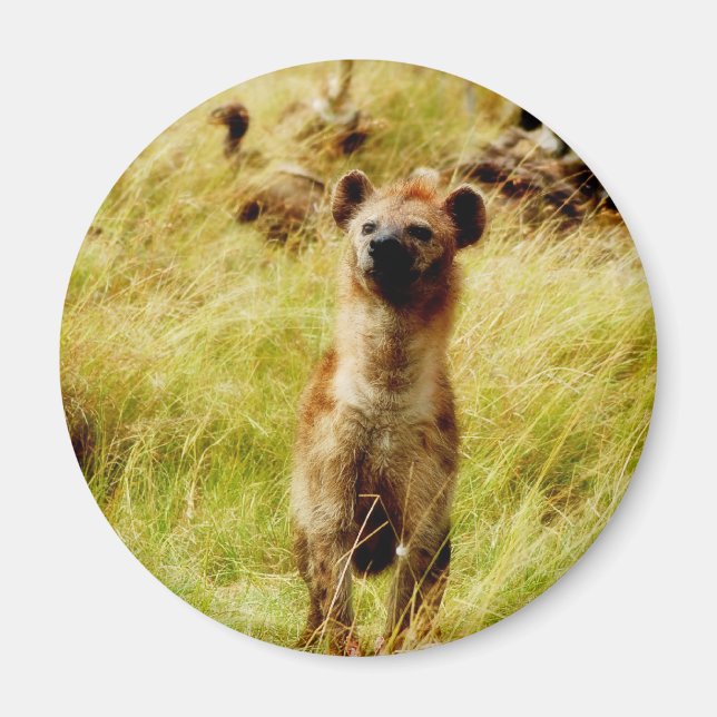 Hyena med vildast (gnu) magnet (Framsidan)