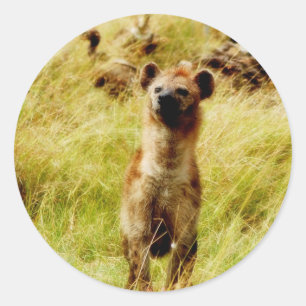 Hyena med vildhäst (gnu)-dekal runt klistermärke