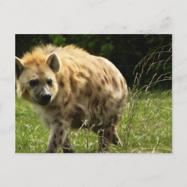 Hyena Postcard Vykort (Framsida)