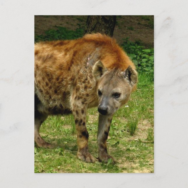 Hyena Prowl-vykort Vykort (Framsida)
