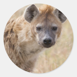 Hyena Runt Klistermärke