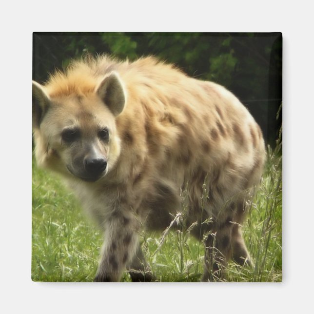 Hyena Square Magnet (Framsidan)