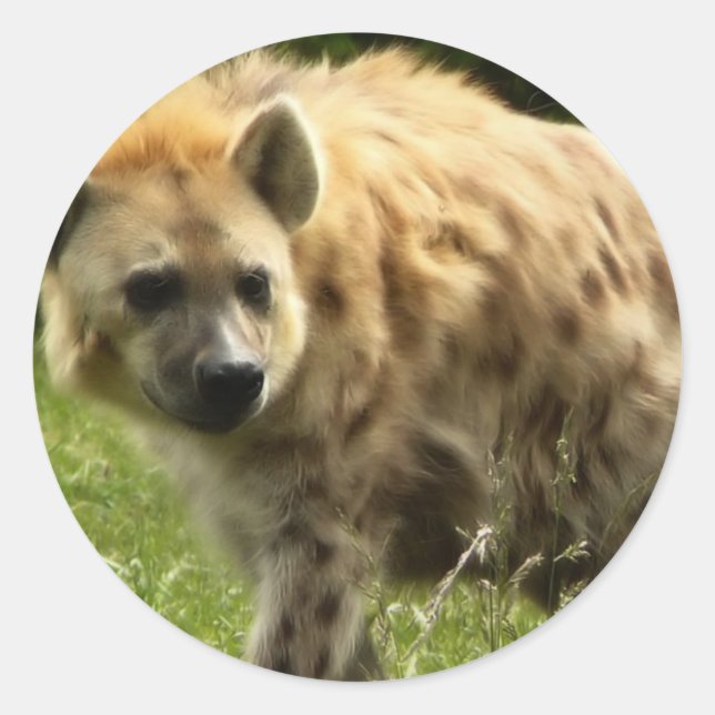 Hyena Sticker Runt Klistermärke (Framsida)