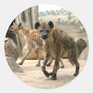 Hyena tar en titt Sticker Runt Klistermärke