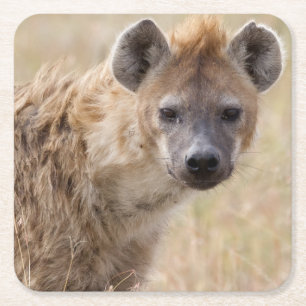 Hyena Underlägg Papper Kvadrat