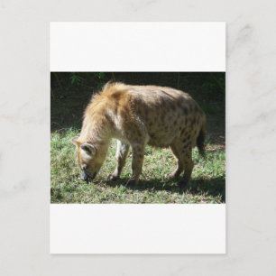 Hyena Vykort