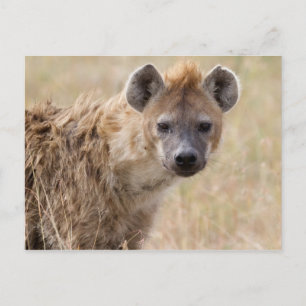 Hyena Vykort