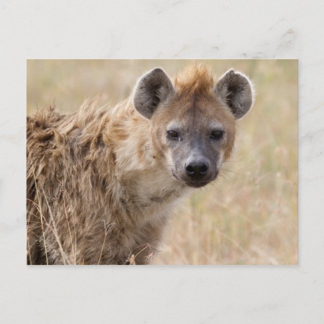 Hyena Vykort (Framsida)