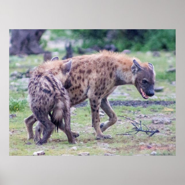Hyena Wildlife of Afrika Poster (Framsidan)