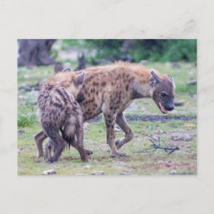 Hyena Wildlife of Afrika Vykort