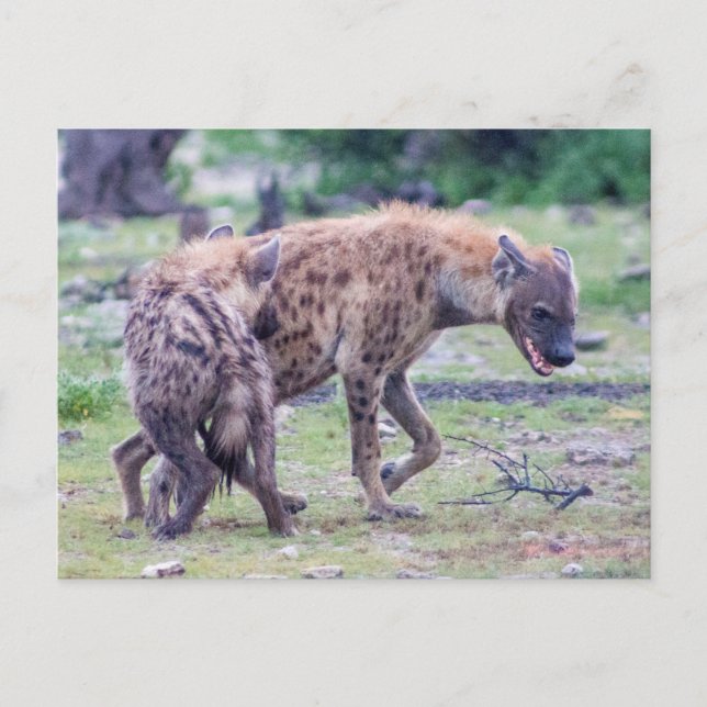 Hyena Wildlife of Afrika Vykort (Framsida)