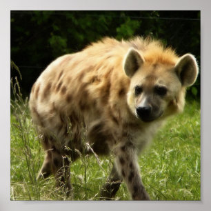 Hyenaaffischtryck Poster