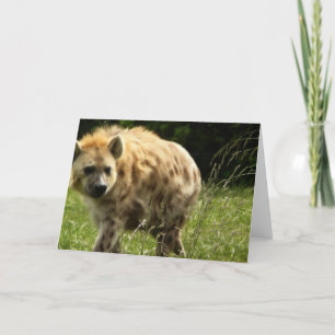 Hyenahälsningkort Kort