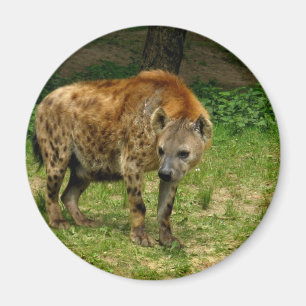Hyenakringstrykandemagnet Magnet