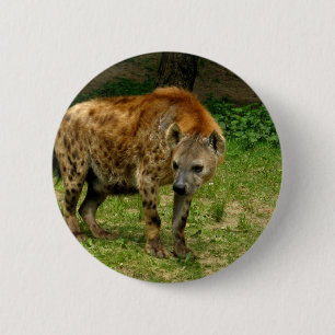 Hyenakringstrykanderundan knäppas knapp