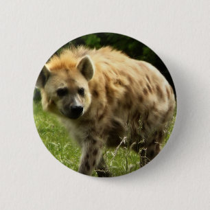 Hyenarundan klämmer fast knapp