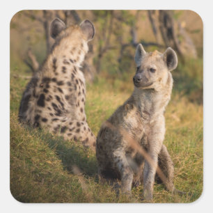 Hyenas Fyrkantigt Klistermärke