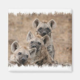 Hyenas kvadrerar magneten magnet