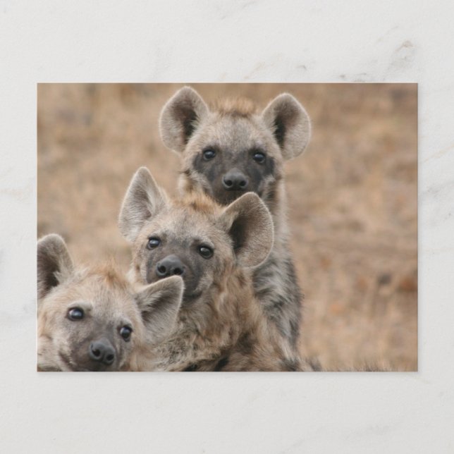Hyenas Postcard Vykort (Framsida)