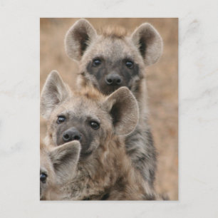 Hyenas Postcard Vykort