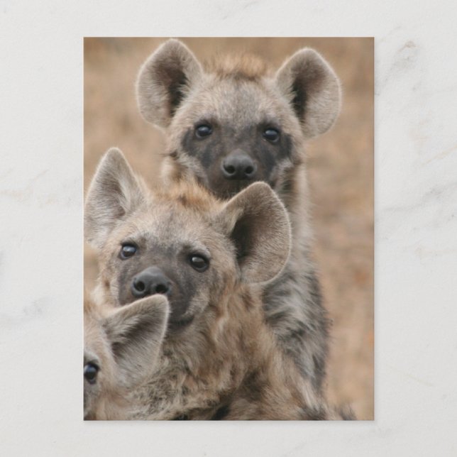 Hyenas Postcard Vykort (Framsida)