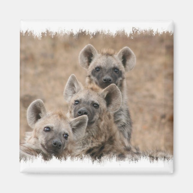 Hyenas Square Magnet (Framsidan)