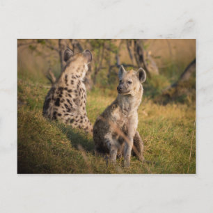 Hyenas Vykort