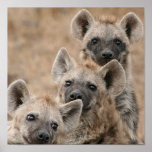 Hyenasaffischtryck Poster