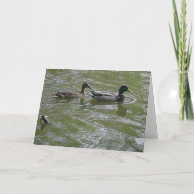 "Hyland May Mallards #3" - tackkort Kort (Framsida)